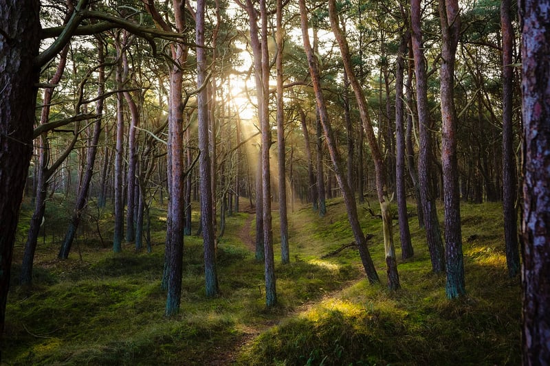 Forest Wedding Venue