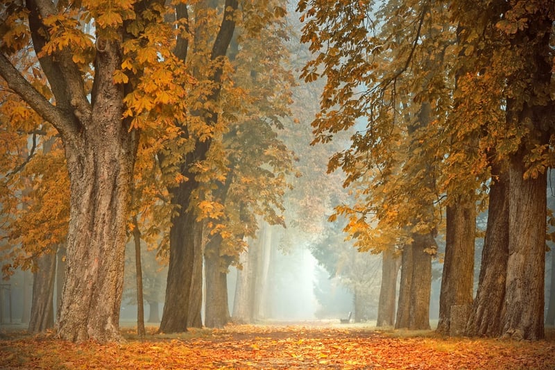 Fairy-tale Forest